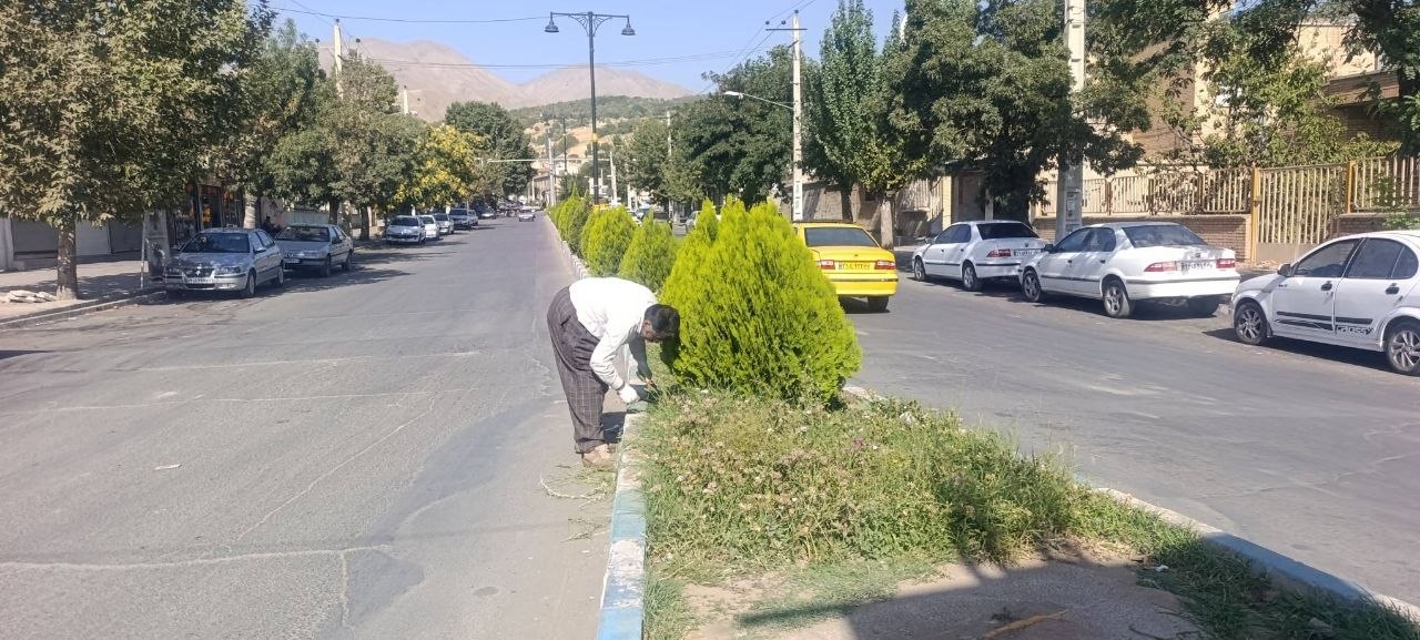 پاکسازی و فرم‌دهی شمشادها در خیابان شهید رجایی و وجین‌کاری بلوار انقلاب توسط نیروهای فضای سبز اشنویه