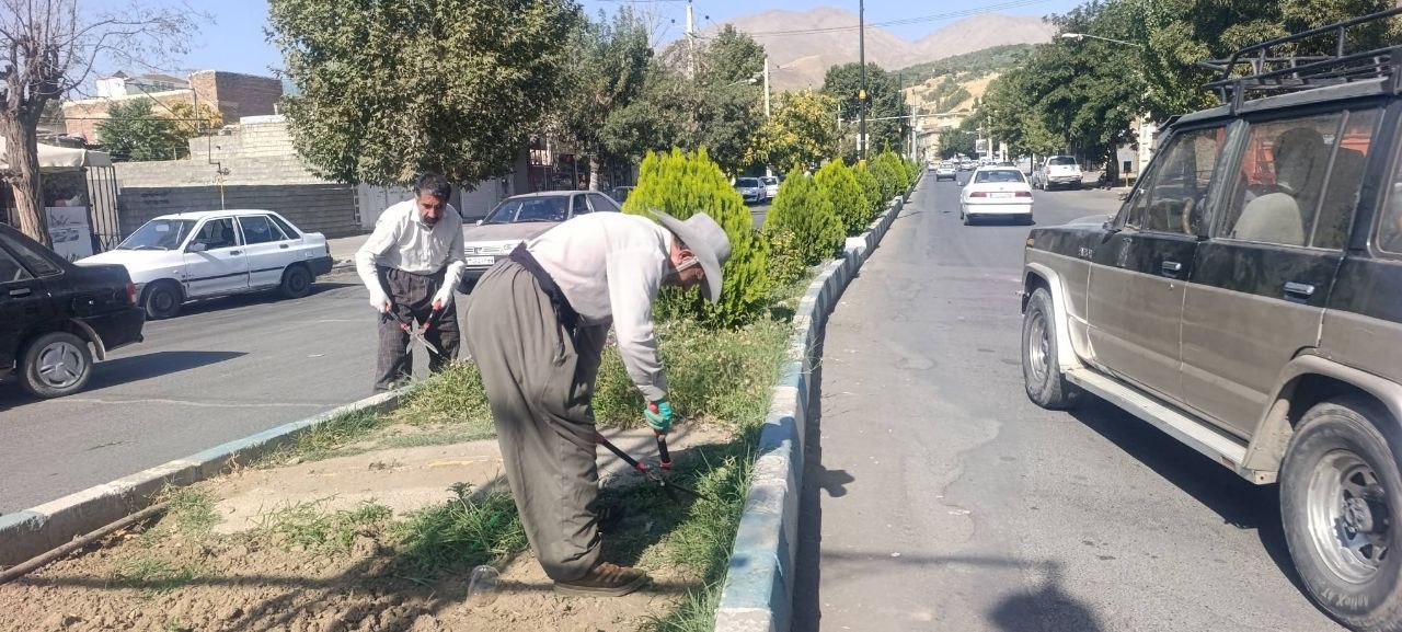 پاکسازی و فرم‌دهی شمشادها در خیابان شهید رجایی و وجین‌کاری بلوار انقلاب توسط نیروهای فضای سبز اشنویه