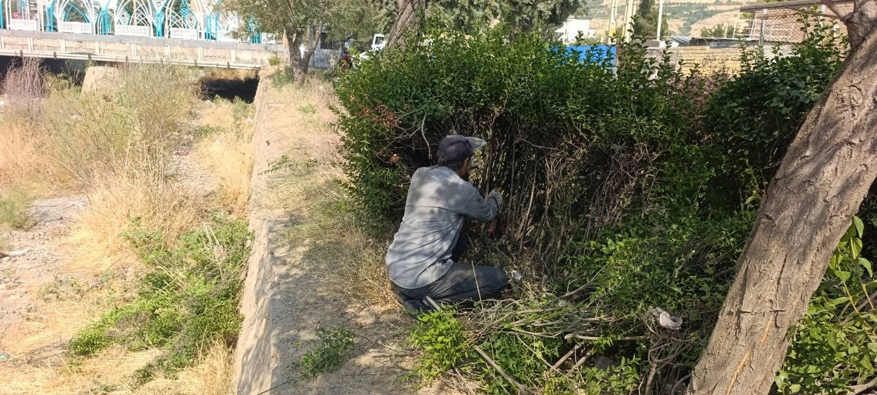 پاکسازی و فرم‌دهی شمشادها در خیابان شهید رجایی و وجین‌کاری بلوار انقلاب توسط نیروهای فضای سبز اشنویه