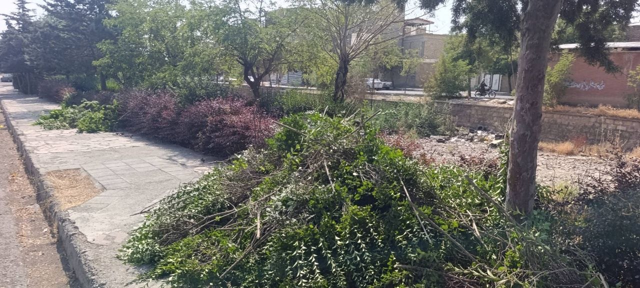 پاکسازی و فرم‌دهی شمشادها در خیابان شهید رجایی و وجین‌کاری بلوار انقلاب توسط نیروهای فضای سبز اشنویه