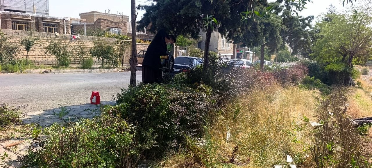 پاکسازی و فرم‌دهی شمشادها در خیابان شهید رجایی و وجین‌کاری بلوار انقلاب توسط نیروهای فضای سبز اشنویه
