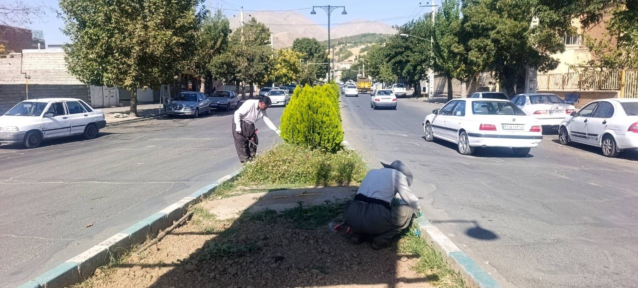پاکسازی و فرم‌دهی شمشادها در خیابان شهید رجایی و وجین‌کاری بلوار انقلاب توسط نیروهای فضای سبز اشنویه